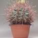 Kaktusi: Ferocactus viridescens, slika11